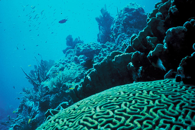 Coral Reef in Florida by Jerry Reid, WO-3540-CD42A, U.S. Fish and Wildlife Service