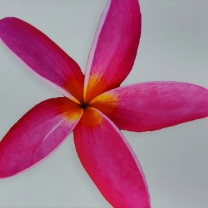 Lorraine "Rain" Garnier, "Fuchsia Plumeria", Photography on Canvas,11 x 14 in.