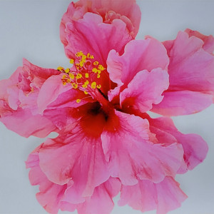 Lorraine "Rain" Garnier, "Pink Hibiscus", Photography on Canvas,16 x 20 in.
