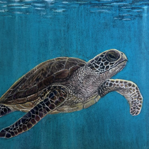 Karen Jewell, "Curious Honu", Oil Pastel on Pastelmat, 12.5 x 13.5 in.